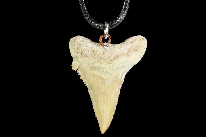 Fossil Shark (Palaeocarcharodon) Tooth Necklace -Morocco #110018